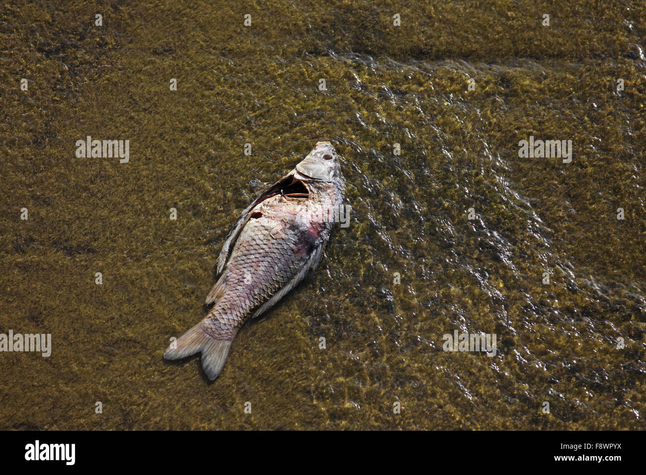 Dead fish in shallow water, Purkersdorf, Austria Stock Photo