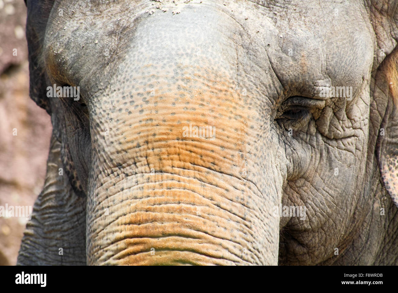 Closeup of an elephant Stock Photo - Alamy
