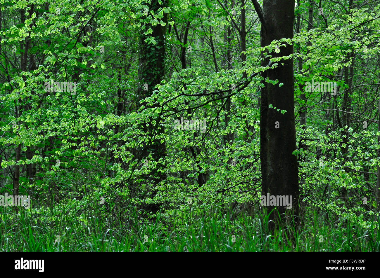Beech foliage in spring Stock Photo