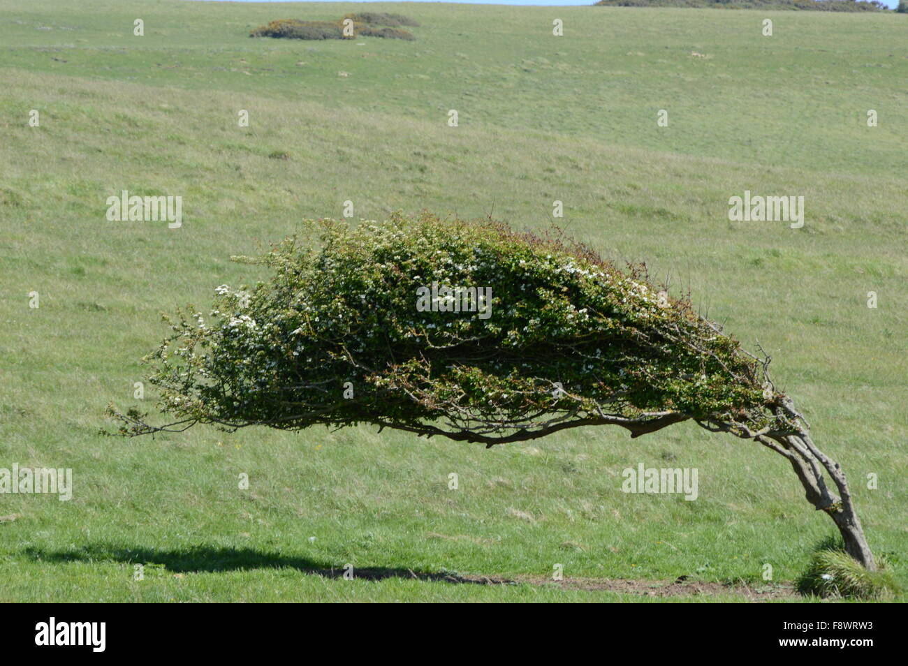 Bending tree hires stock photography and images Alamy