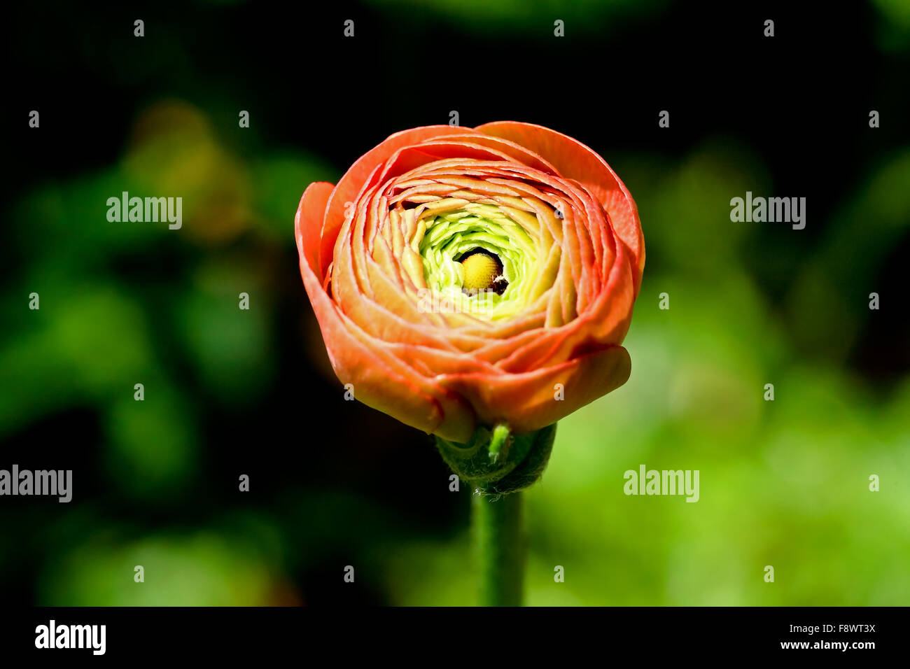 a flower bud Stock Photo Alamy