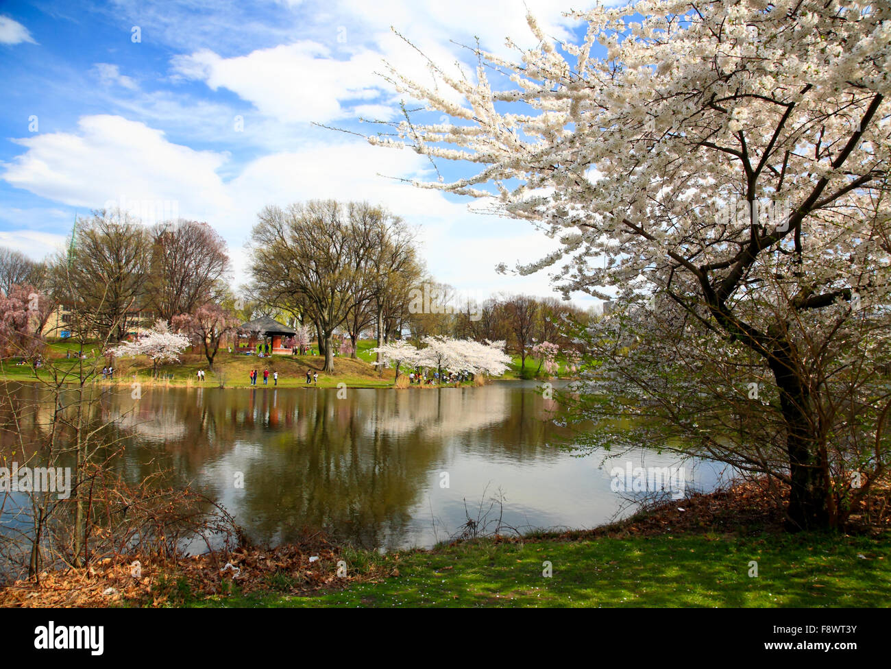 The Cherry Blossom Festival in New Jersey Stock Photo Alamy