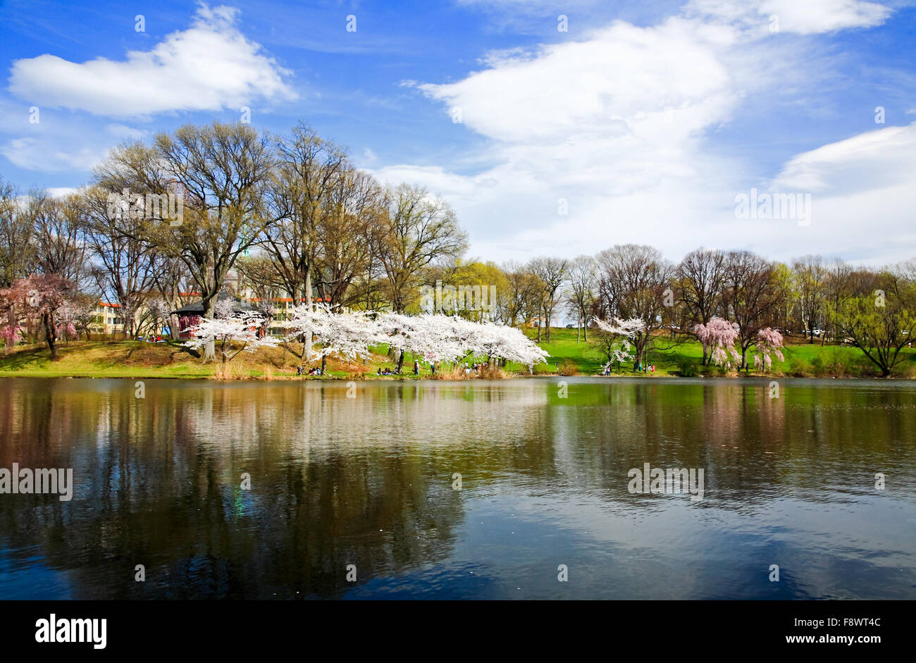 The Cherry Blossom Festival in New Jersey Stock Photo Alamy