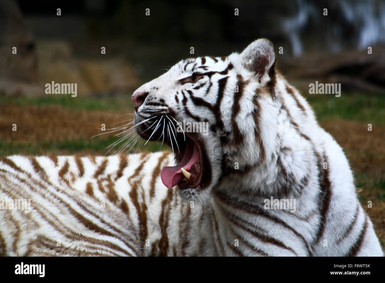 White tiger closeup Stock Photo - Alamy