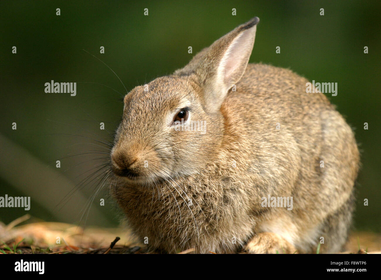 Wild Rabbit Formby Nature Reserve UK Stock Photo