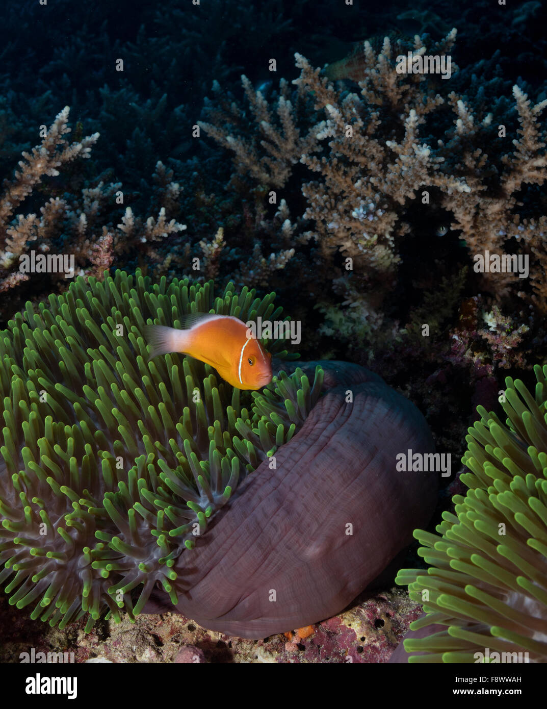 Pink anemonefish with Magnificent sea anemone. Stock Photo