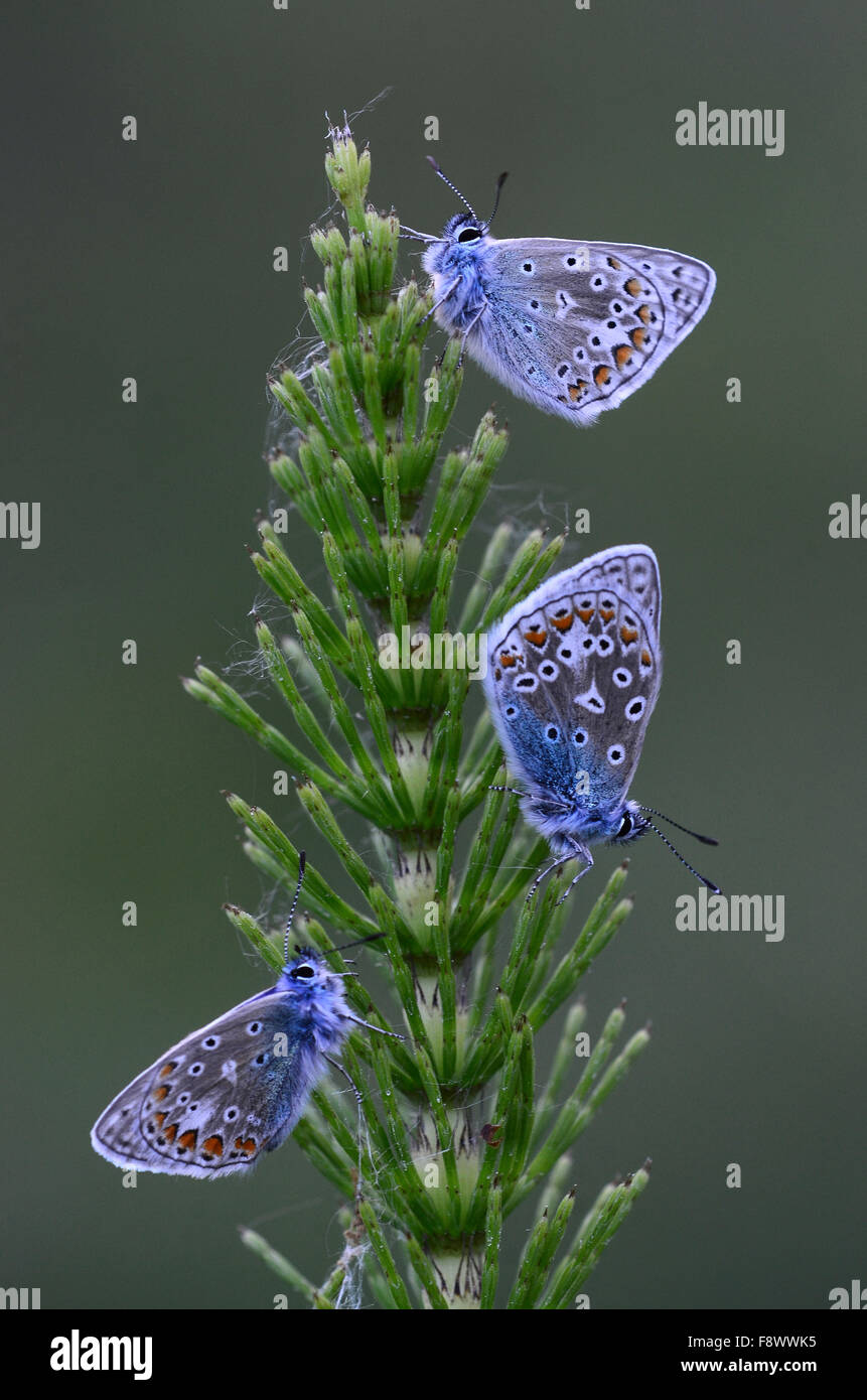 Common blue butterflies at rest Stock Photo