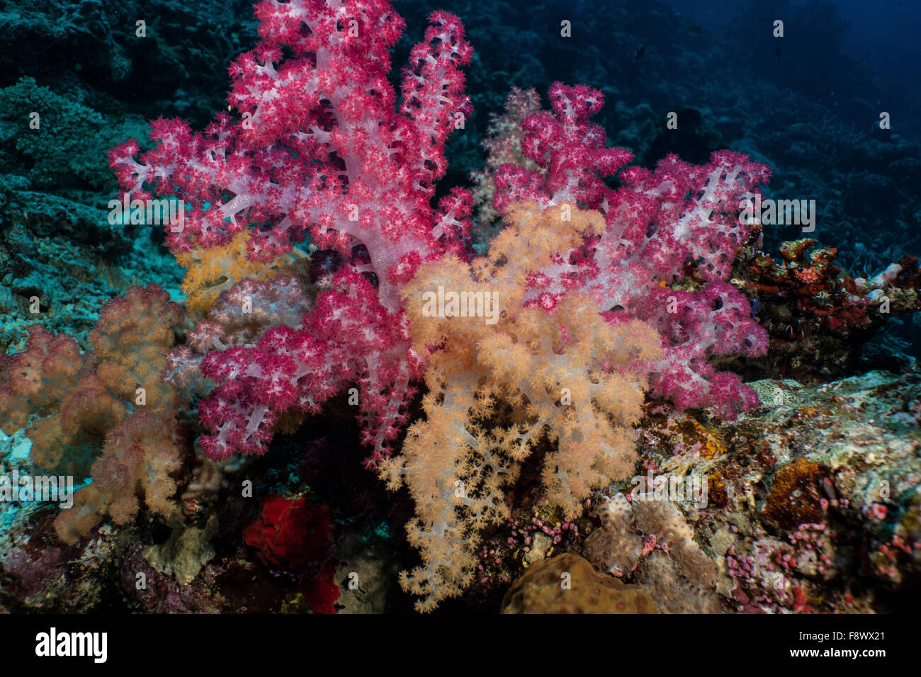 Colorful reef scene with Soft corals. Stock Photo