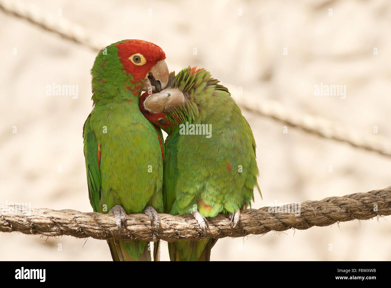 Kissing parrots sitting on a rope Stock Photo