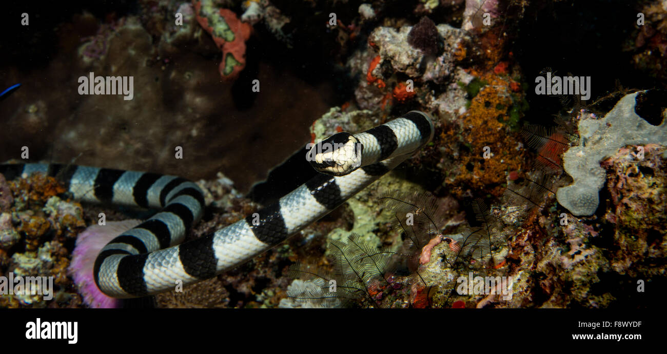 Coiled Sea snake. Stock Photo