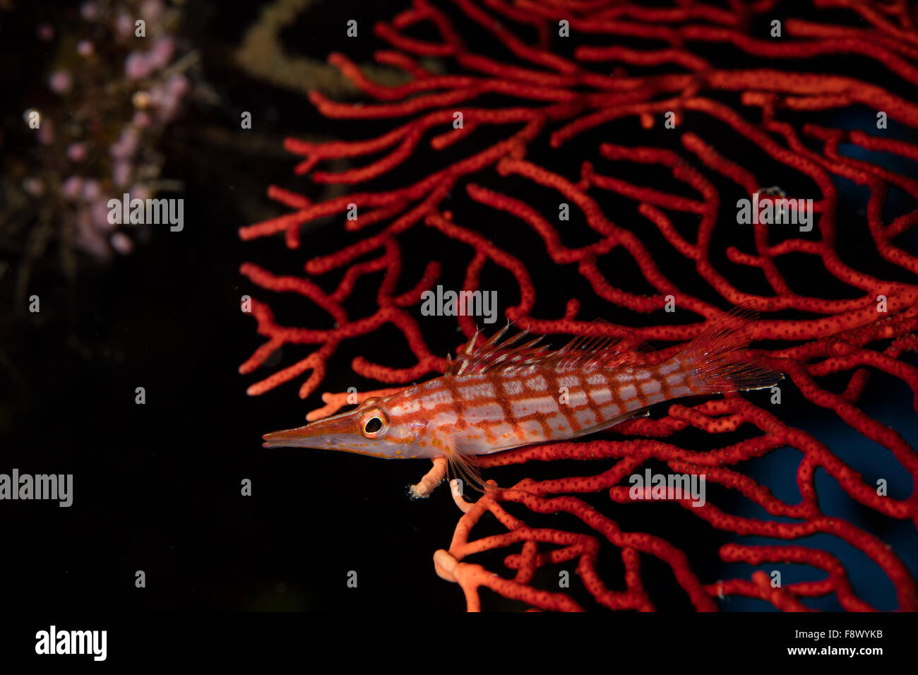 Long-nose hawkfish perched on gorgonian. Stock Photo
