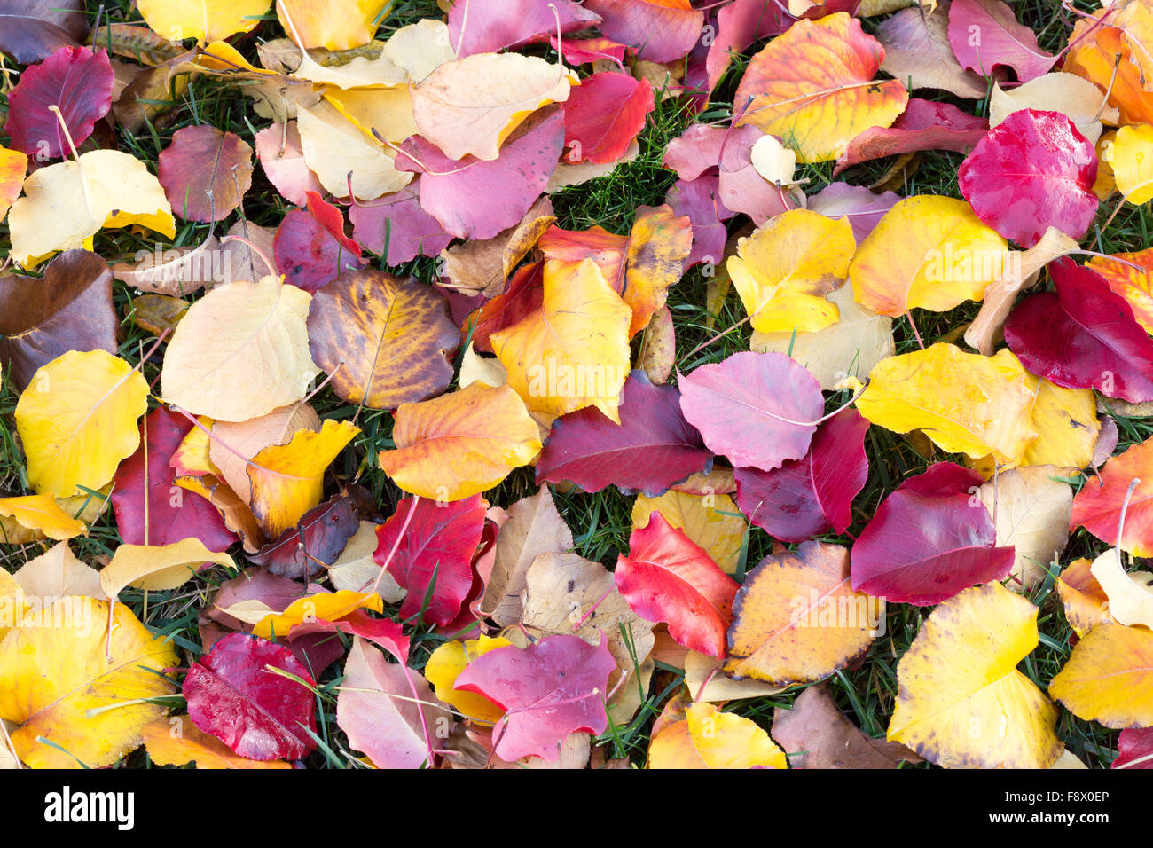 Many colors of Fall Stock Photo