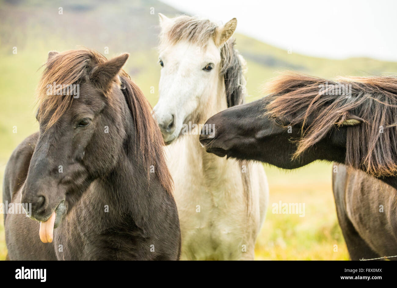 Outside of Vik. Icelandic horses interacting with each other. Stock Photo