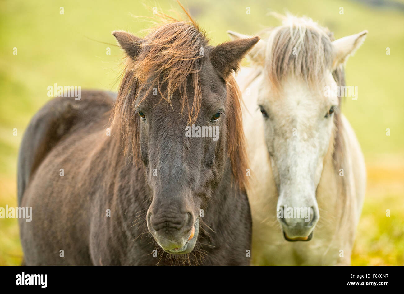 Outside of Vik. Image of two brown and white Icelandic horses. Stock Photo