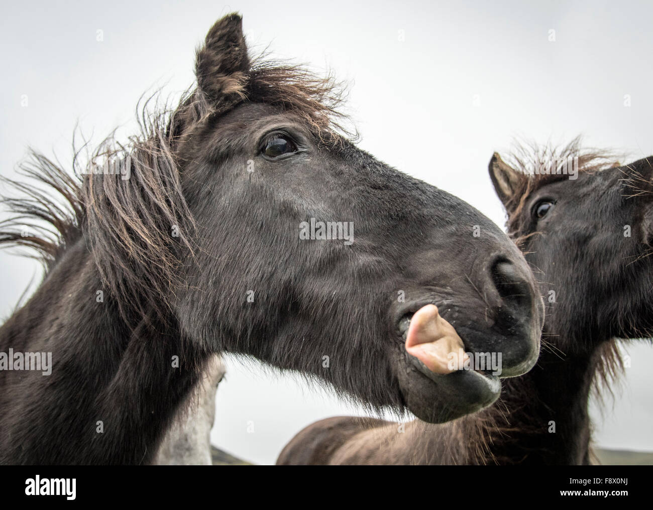 Outside of Vik. Close up of two black Icelandic horses. Stock Photo
