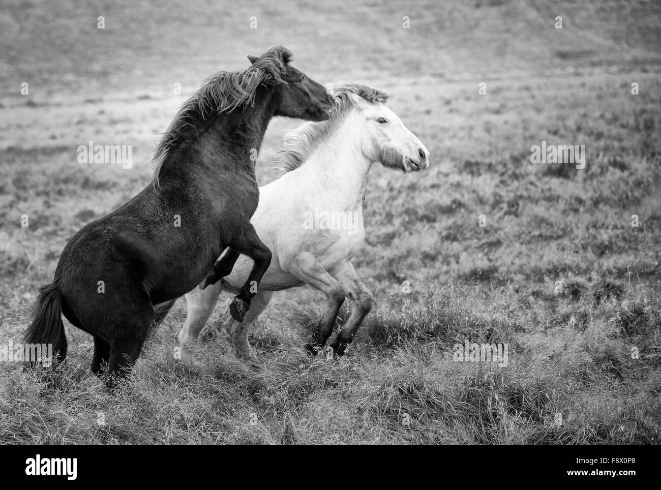 Outside of Vik. Two Icelandic horses playing together Stock Photo