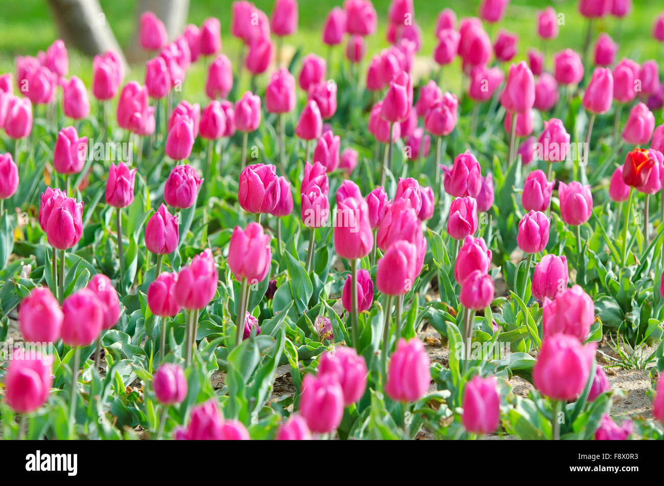 Flowers tulips in the garden Stock Photo - Alamy
