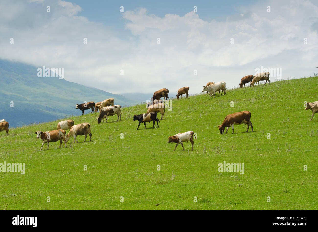 Cows grazing on the green field Stock Photo - Alamy