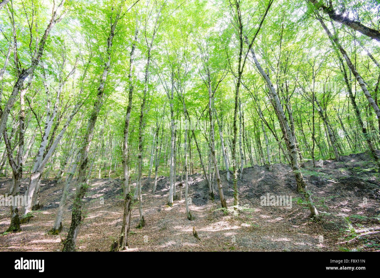 Green forest in bright summer day Stock Photo - Alamy