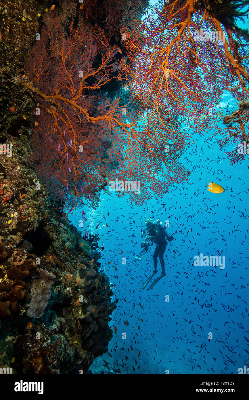 Scuba diver with underwater camera floats in midwater Stock Photo Alamy