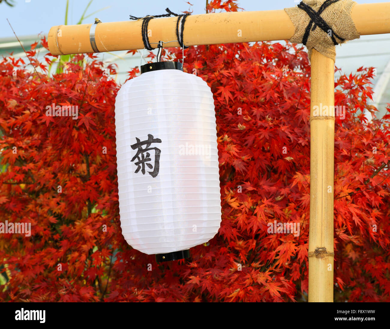 Kiku hi-res stock photography and images - Alamy