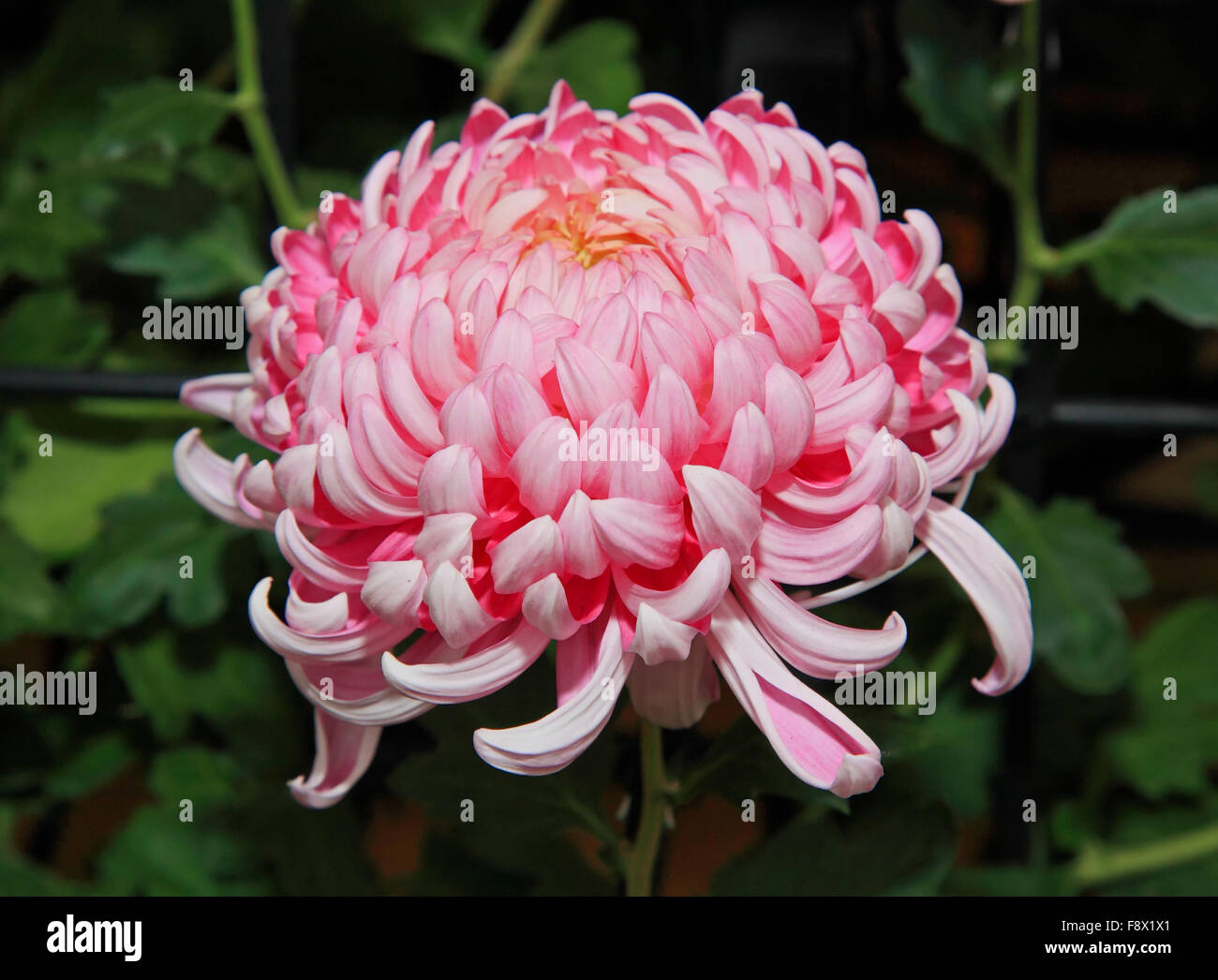A Japanese Kiku flower show Stock Photo Alamy