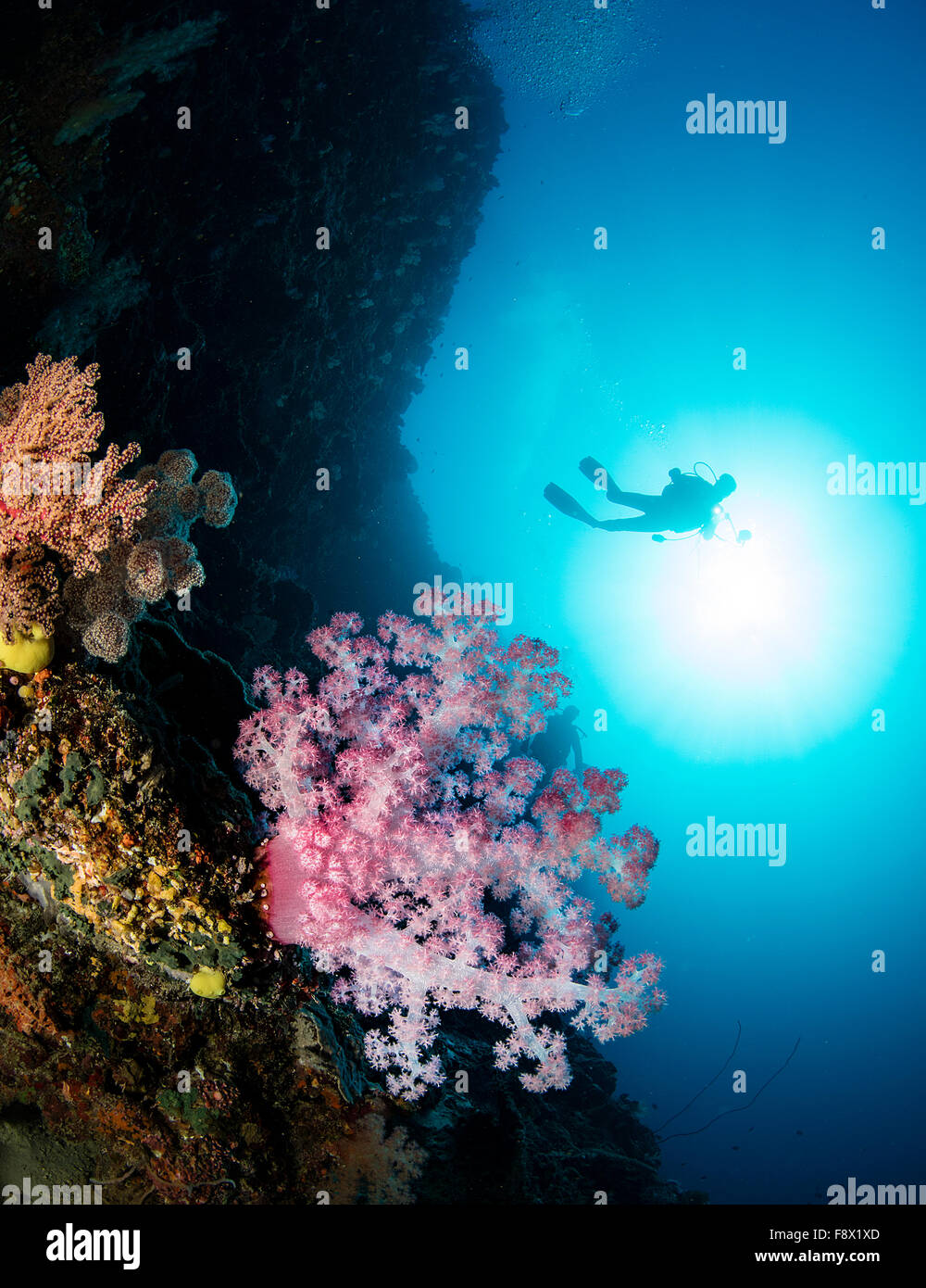 Diver silhouette behind soft coral. Stock Photo