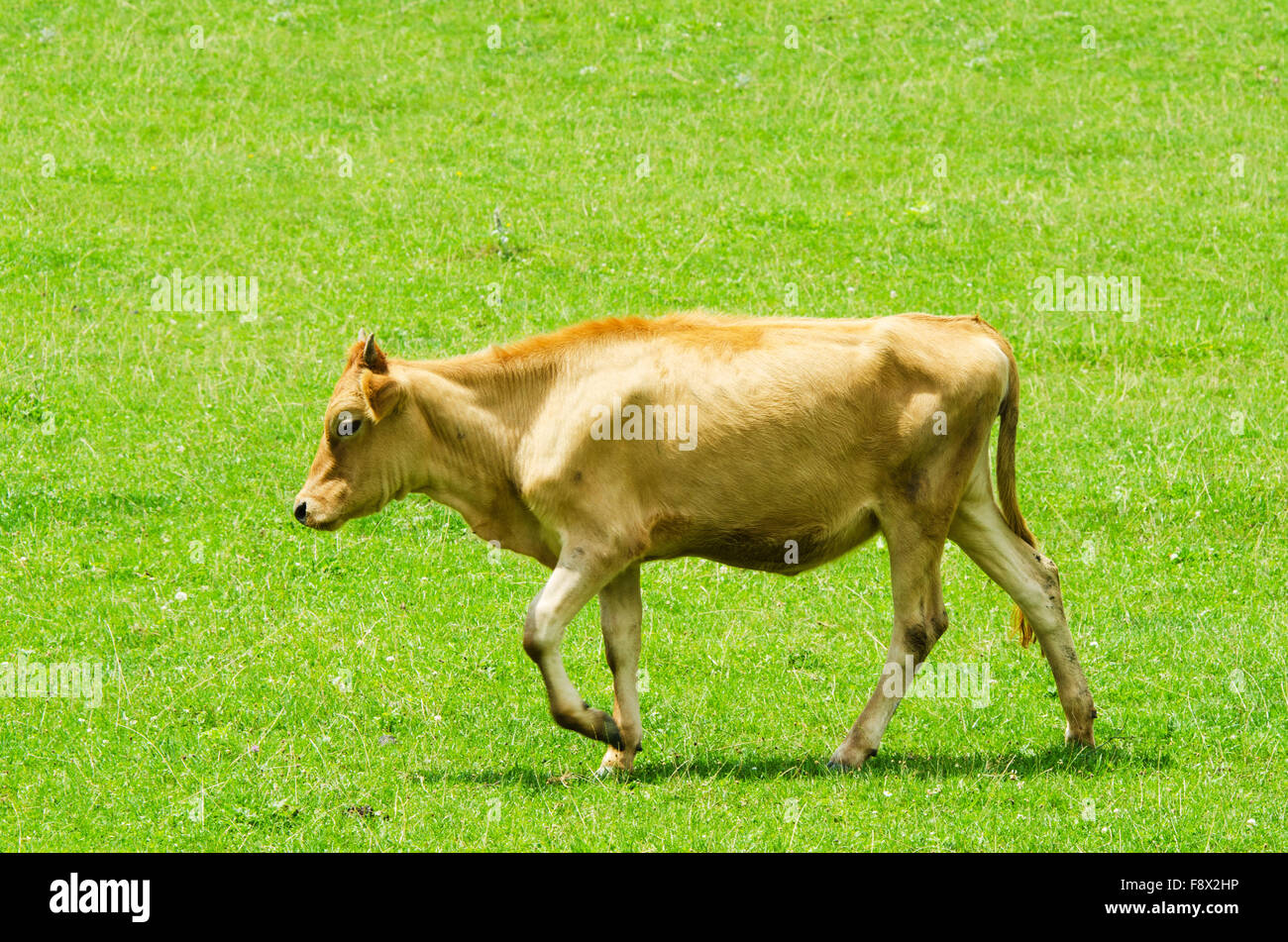 Cows grazing on the green field Stock Photo - Alamy