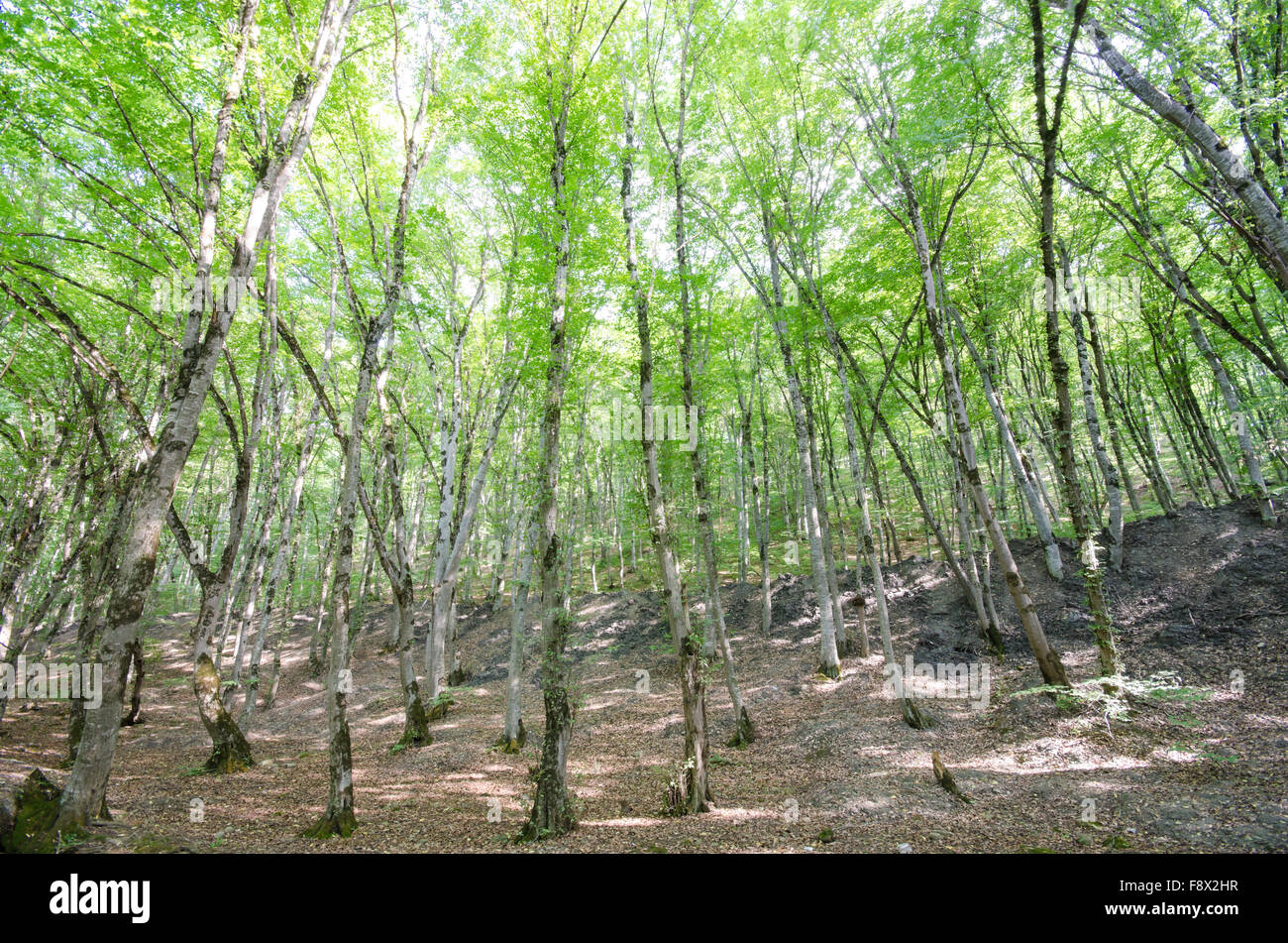 Green forest in bright summer day Stock Photo - Alamy