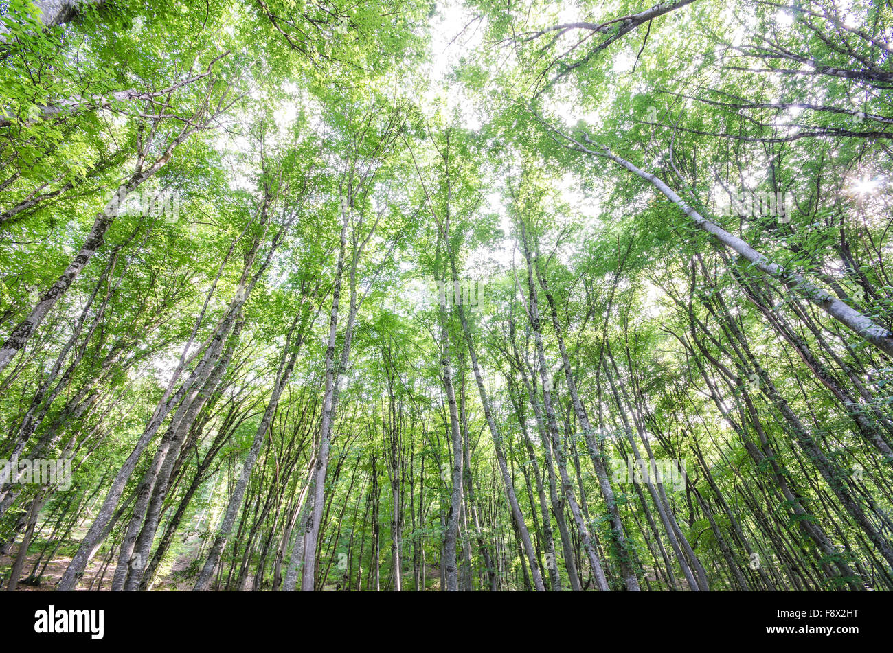 Green forest in bright summer day Stock Photo - Alamy