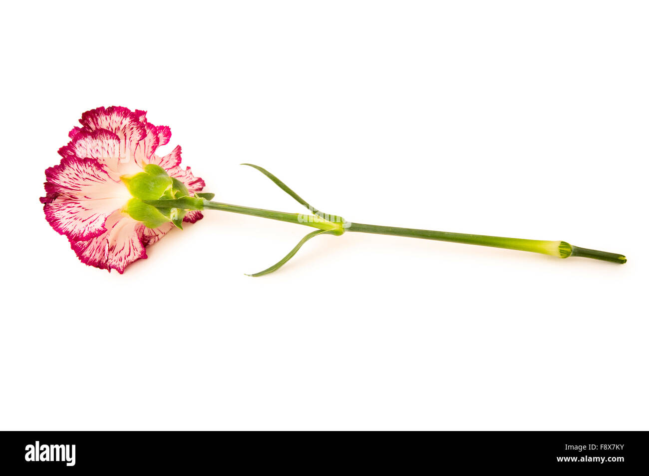 Red carnation isolated on the white background Stock Photo - Alamy