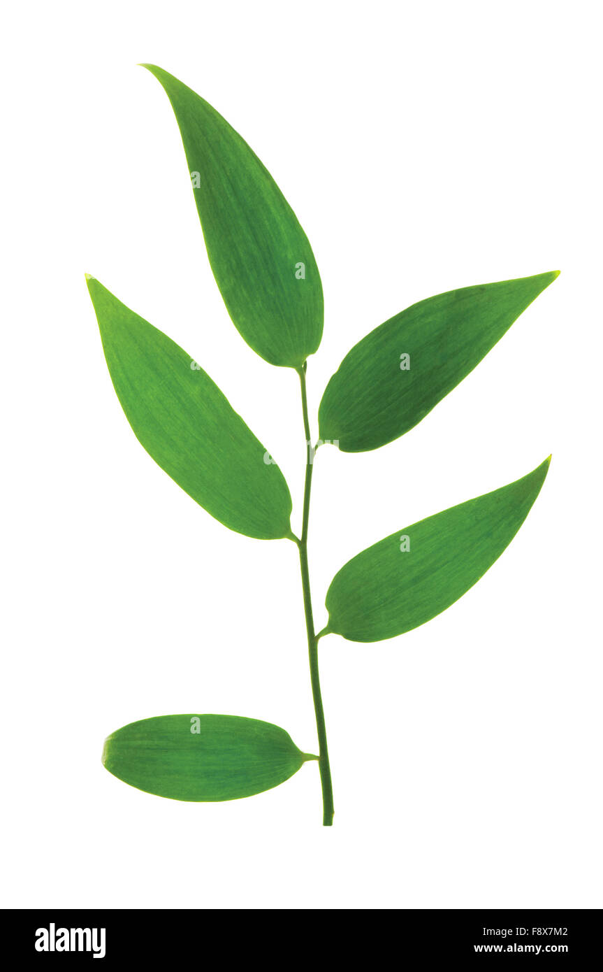 Green leaf isolated on the white background Stock Photo - Alamy