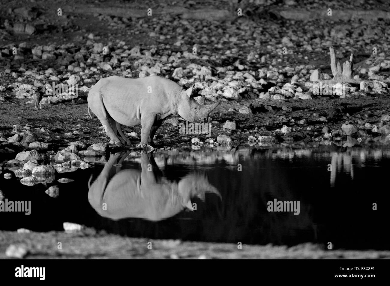 A black rhino at the Okaukuejo waterhole, Etosha National Park, Namibia Stock Photo