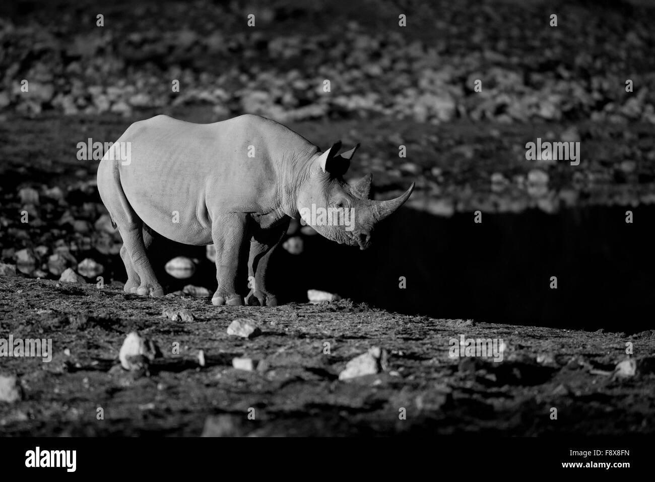 A black rhino at the Okaukuejo waterhole, Etosha National Park, Namibia Stock Photo