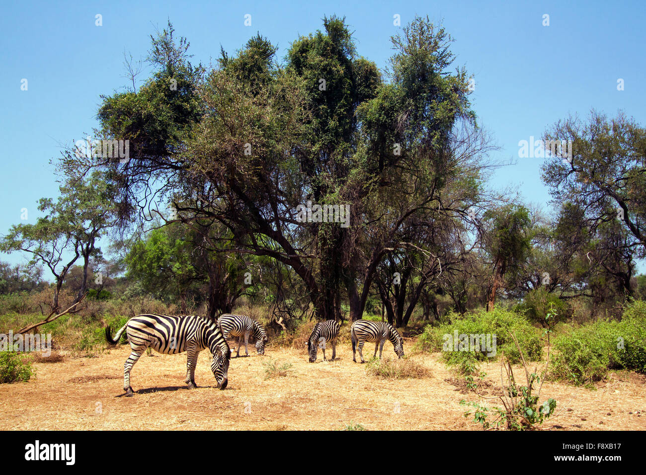 Burchell's zebra Specie Equus quagga burchellii family of equidae Stock ...