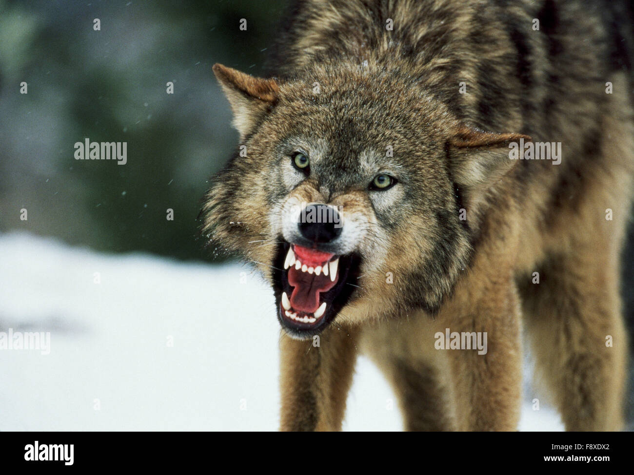 Snarling Gray Wolf Stock Photo