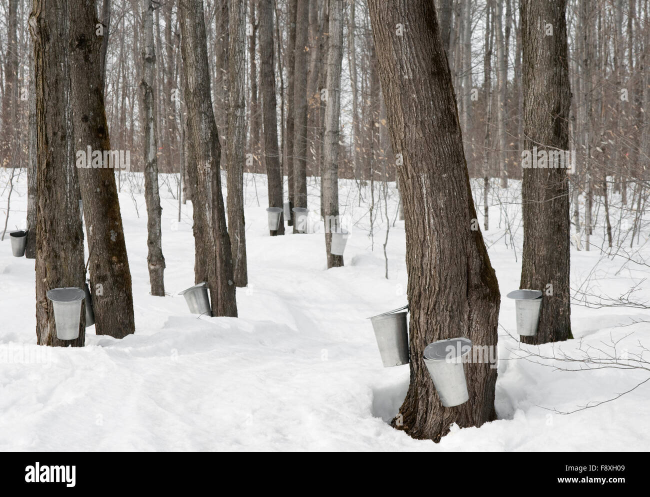 Traditional maple syrup production Stock Photo Alamy