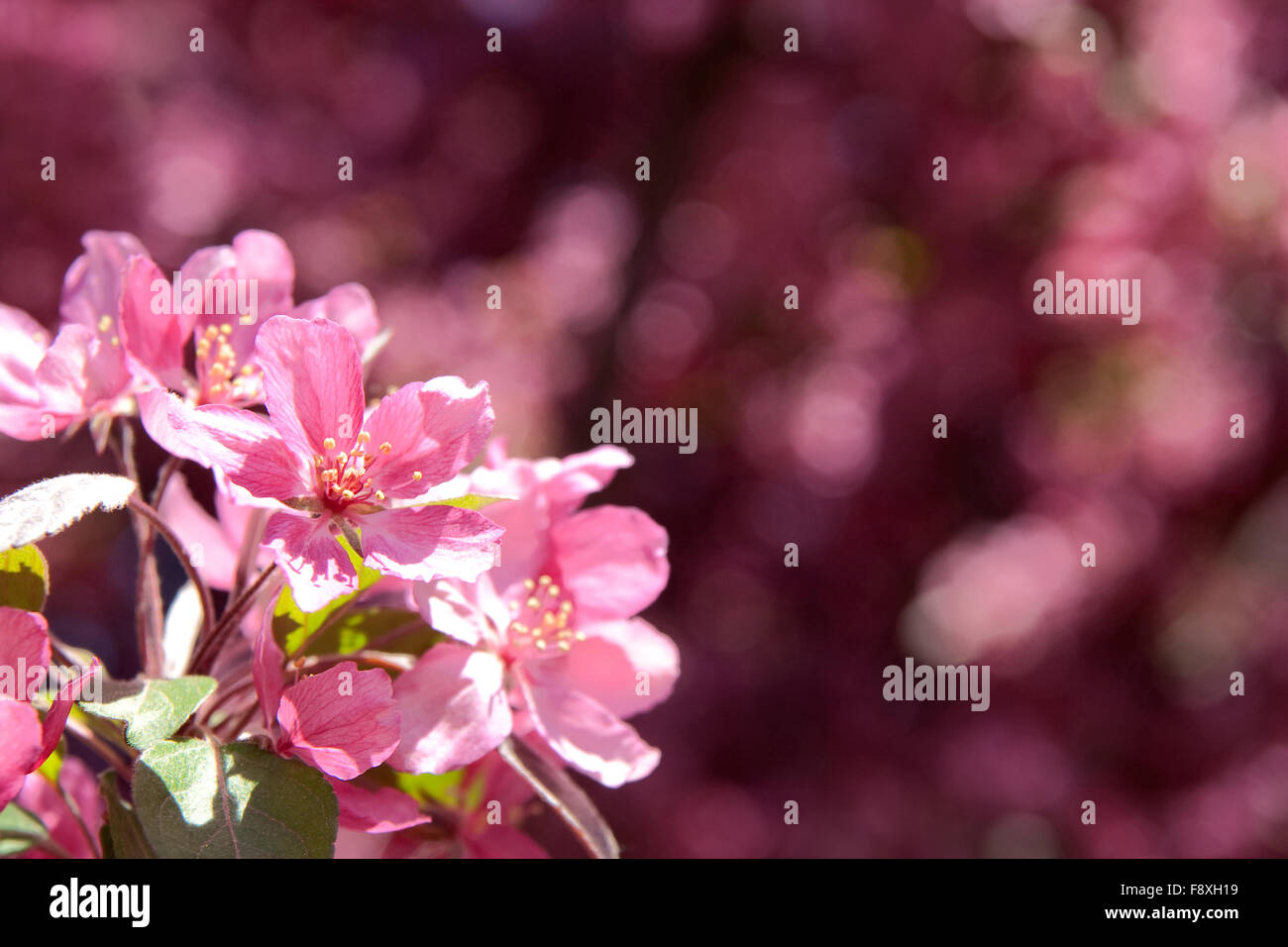 Pink blossoms on a blurry background Stock Photo - Alamy
