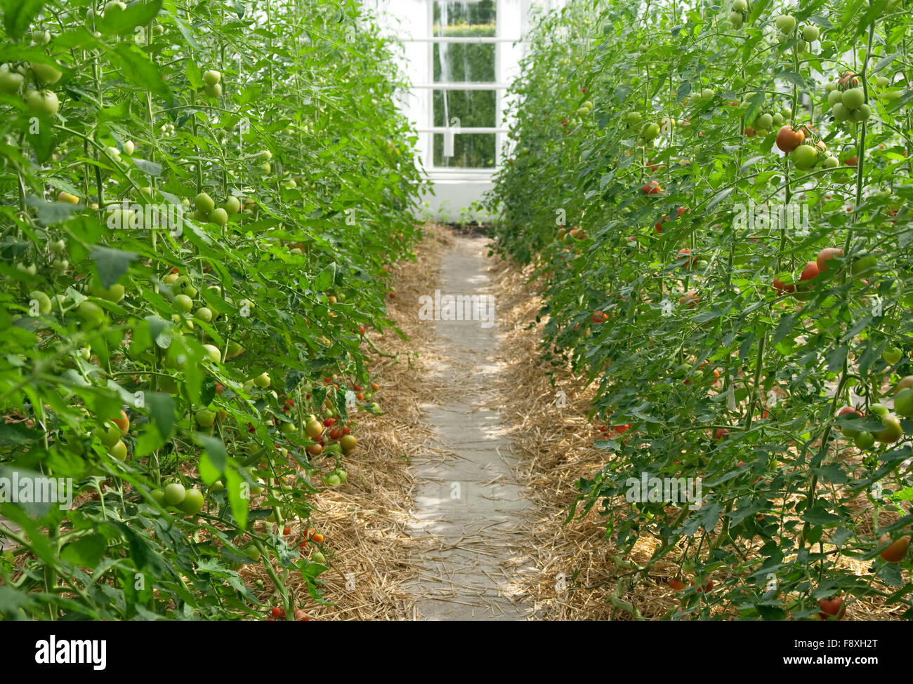 Tomatoes in a greenhouse Stock Photo - Alamy