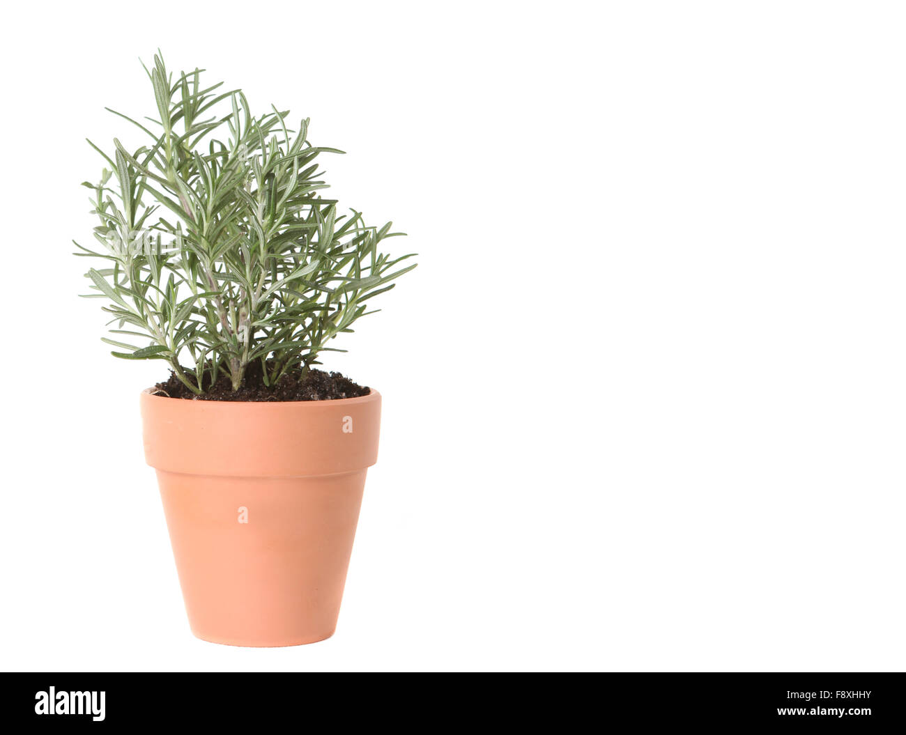 Rosemary Herb Planted in a Clay Pot Stock Photo Alamy