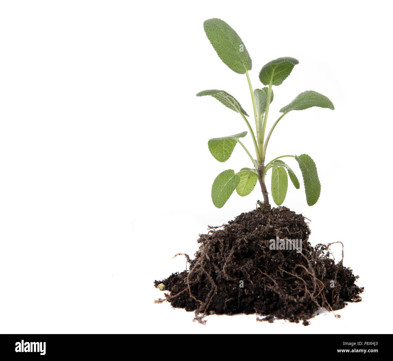 Green Sage Herb Planting With Dirt and Roots Exposed Stock Photo Alamy