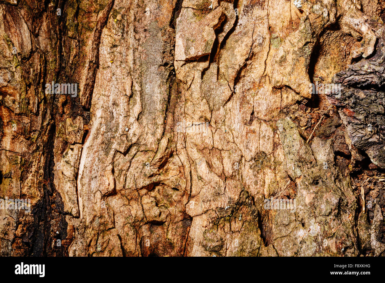 Poplar bark background. Untreated wood. Grungy texture Stock Photo - Alamy