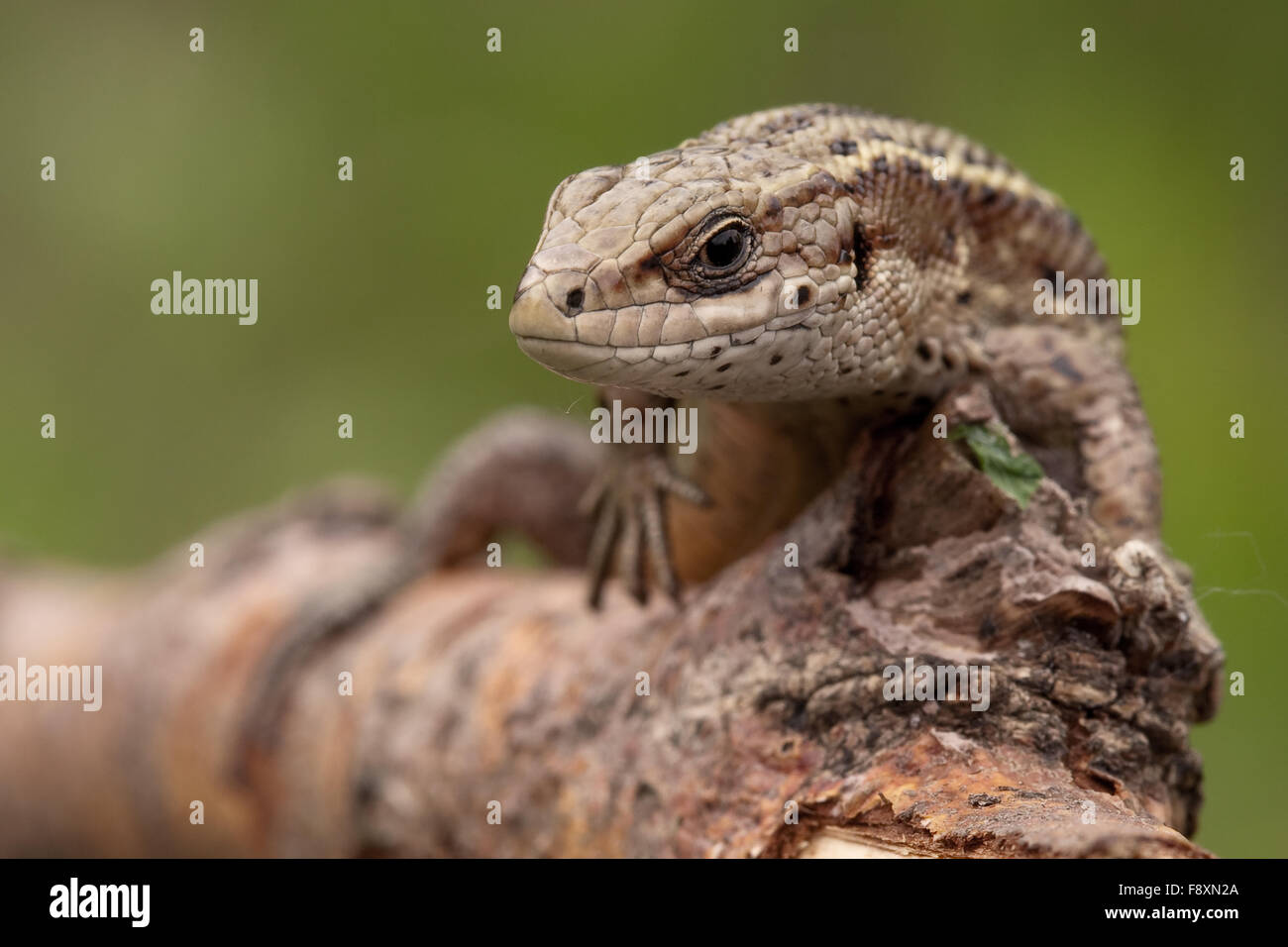 Hypnosis eye hi-res stock photography and images - Alamy