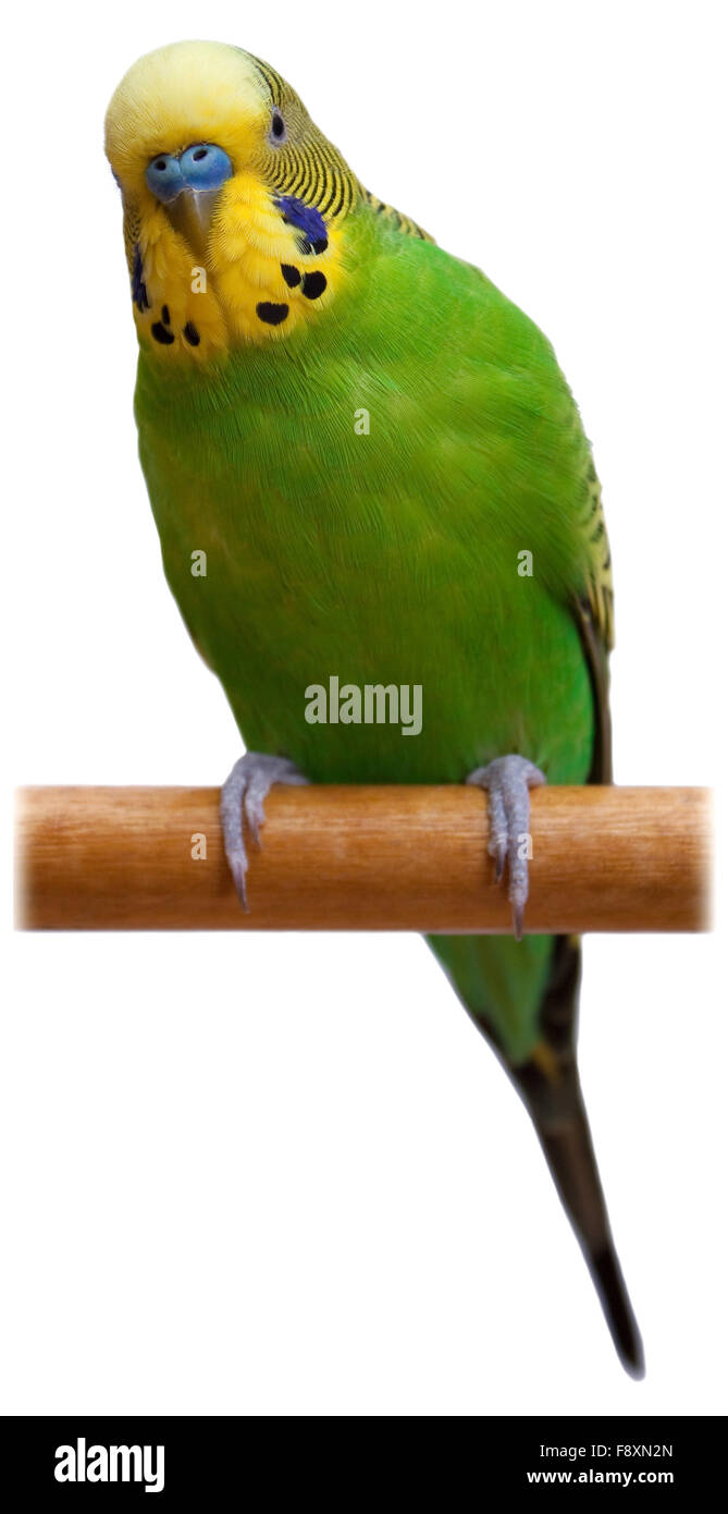 Australian Green Parrot isolated Stock Photo Alamy