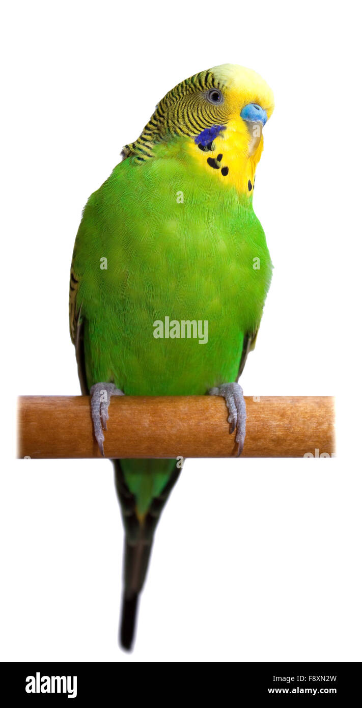 Australian Green Parrot isolated Stock Photo Alamy
