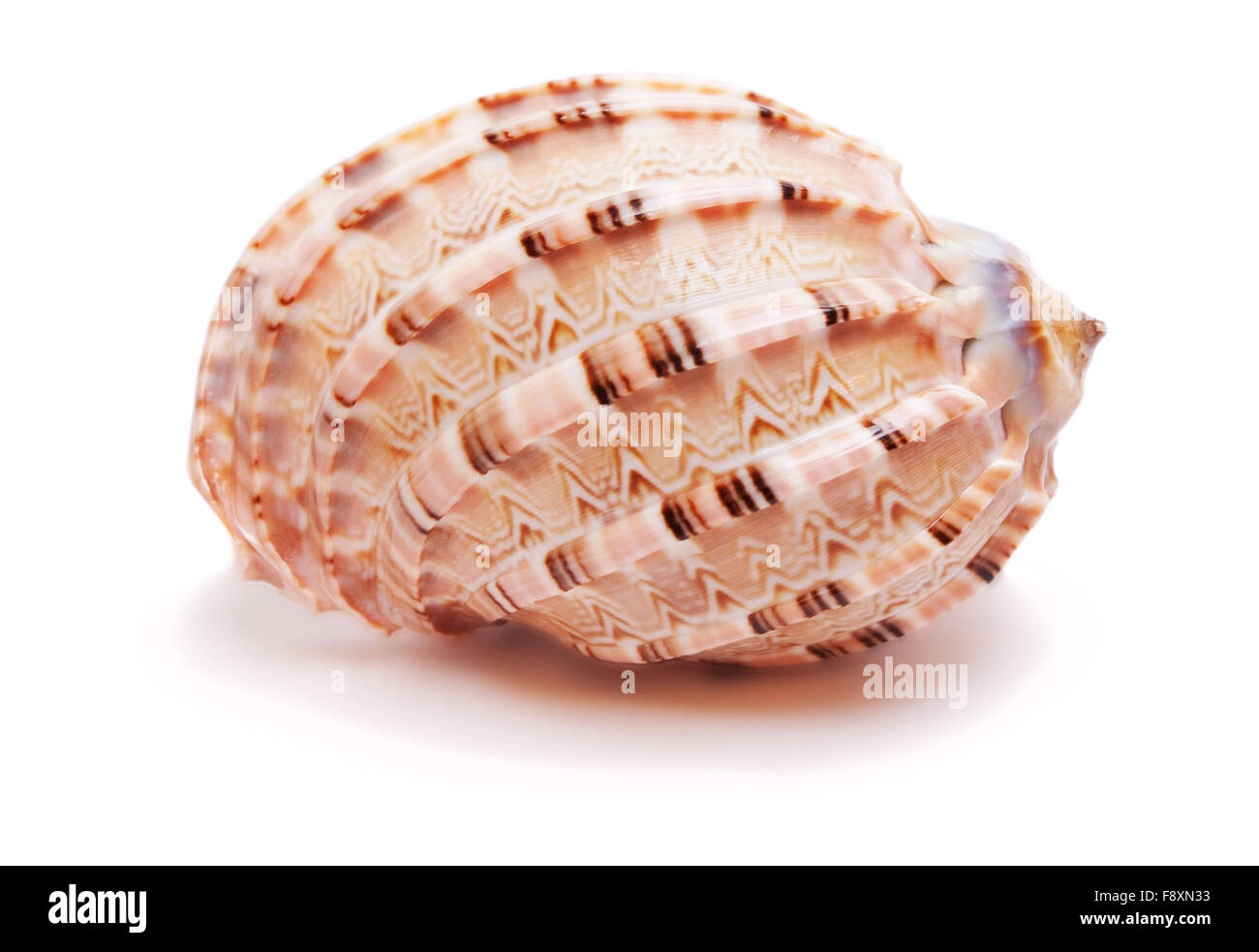 Pink Seashell isolated Stock Photo Alamy