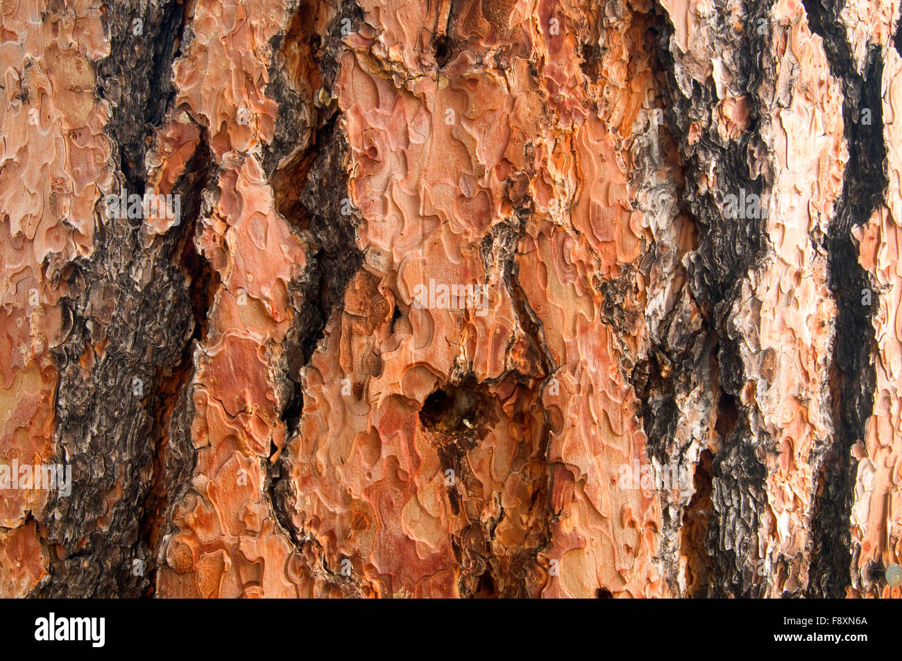 Ponderosa pine bark, BlackfootClearwater Wildlife Management Area