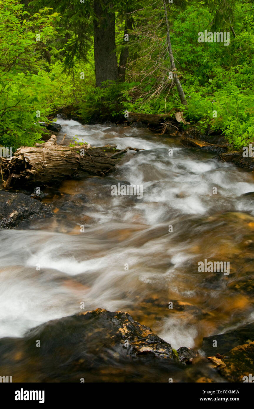 Torino Creek along Cliff Lake Trail, Lolo National Forest, Montana Stock Photo Alamy