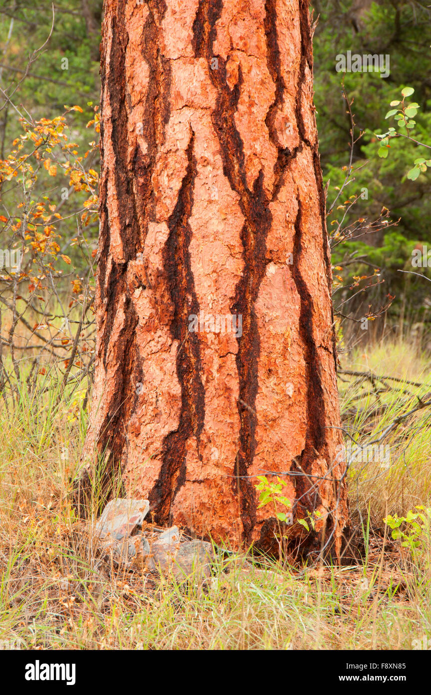 Rocky mountain ponderosa pine hi-res stock photography and images - Alamy