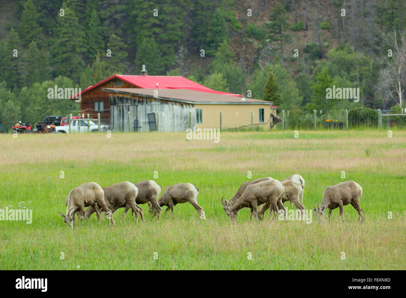 Bighorn sheep near Rock Creek, Lolo National Forest, Montana Stock